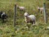 goatsin austria.JPG (200320 bytes)